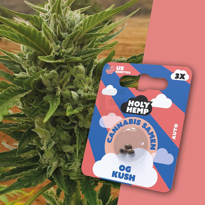 Holy Hemp - OG Kush - 3 Samen