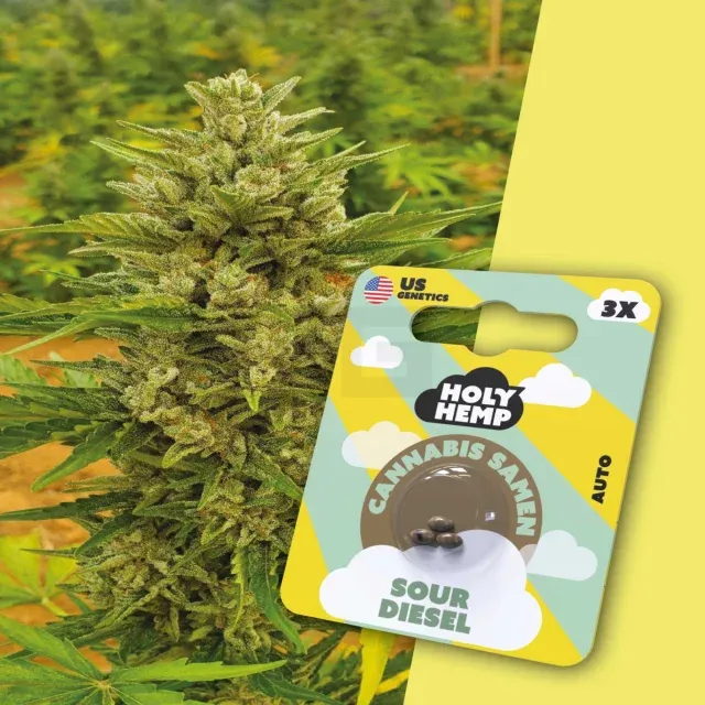 Holy Hemp - Sour Diesel - 3 Samen