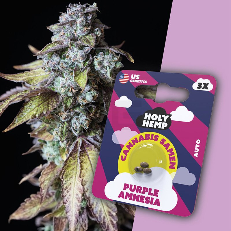 Holy Hemp - Purple Amnesia - 3 Samen