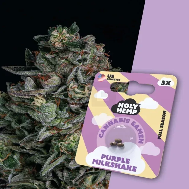 Holy Hemp - Purple Milkshake - 3 Samen