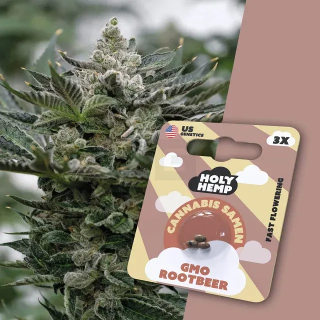 Holy Hemp - GMO Rootbeer - 3 Samen