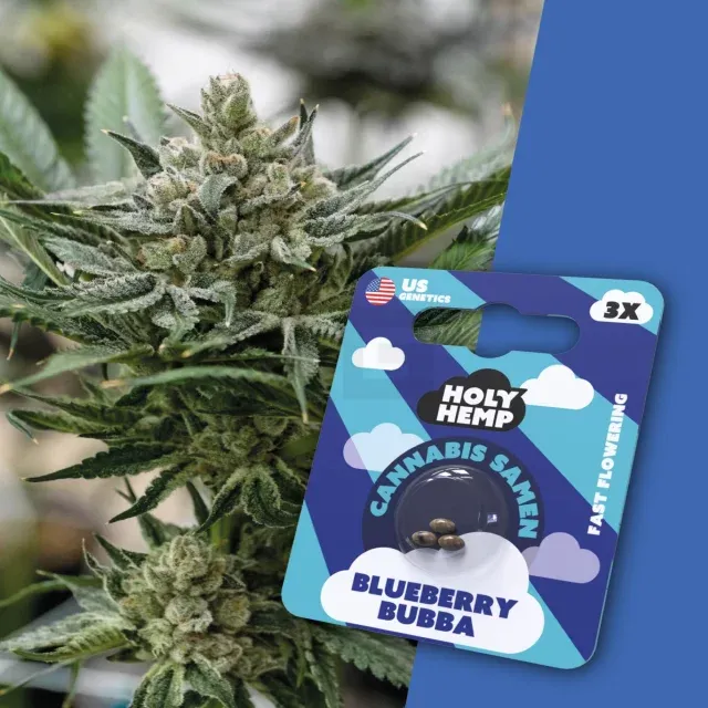 Holy Hemp - Blueberry Bubba - 3 Samen