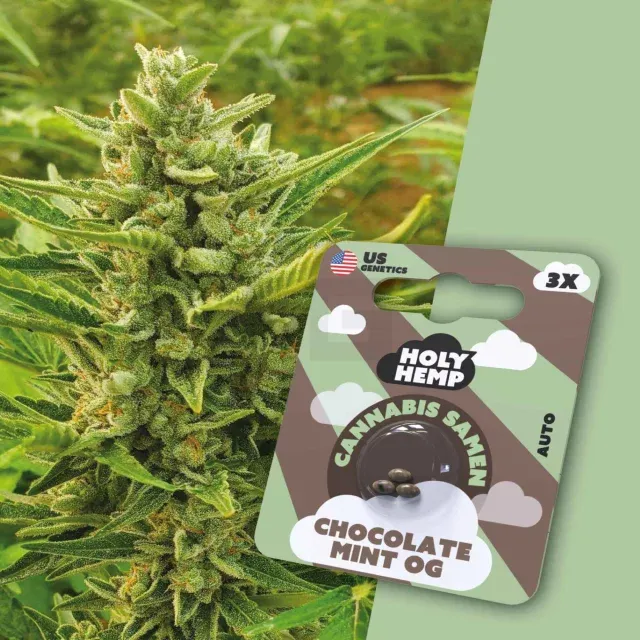 Holy Hemp - Chocolate Mint OG - 3 Samen