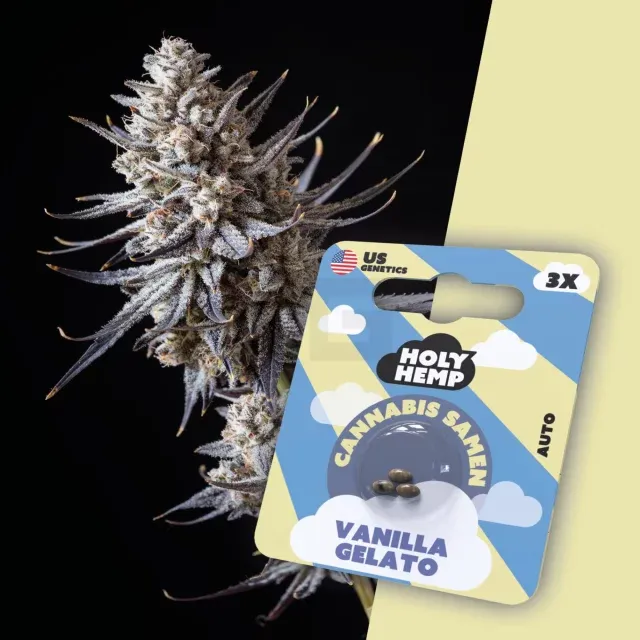 Holy Hemp - Vanilla Gelato - 3 Samen