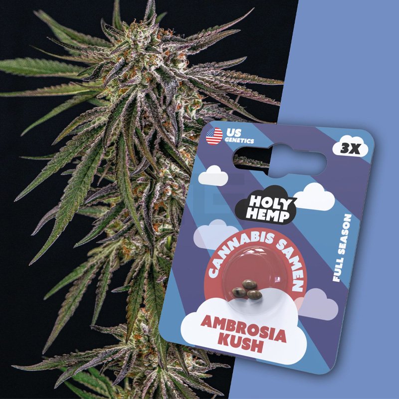 Holy Hemp - Ambrosia Kush - 3 Samen