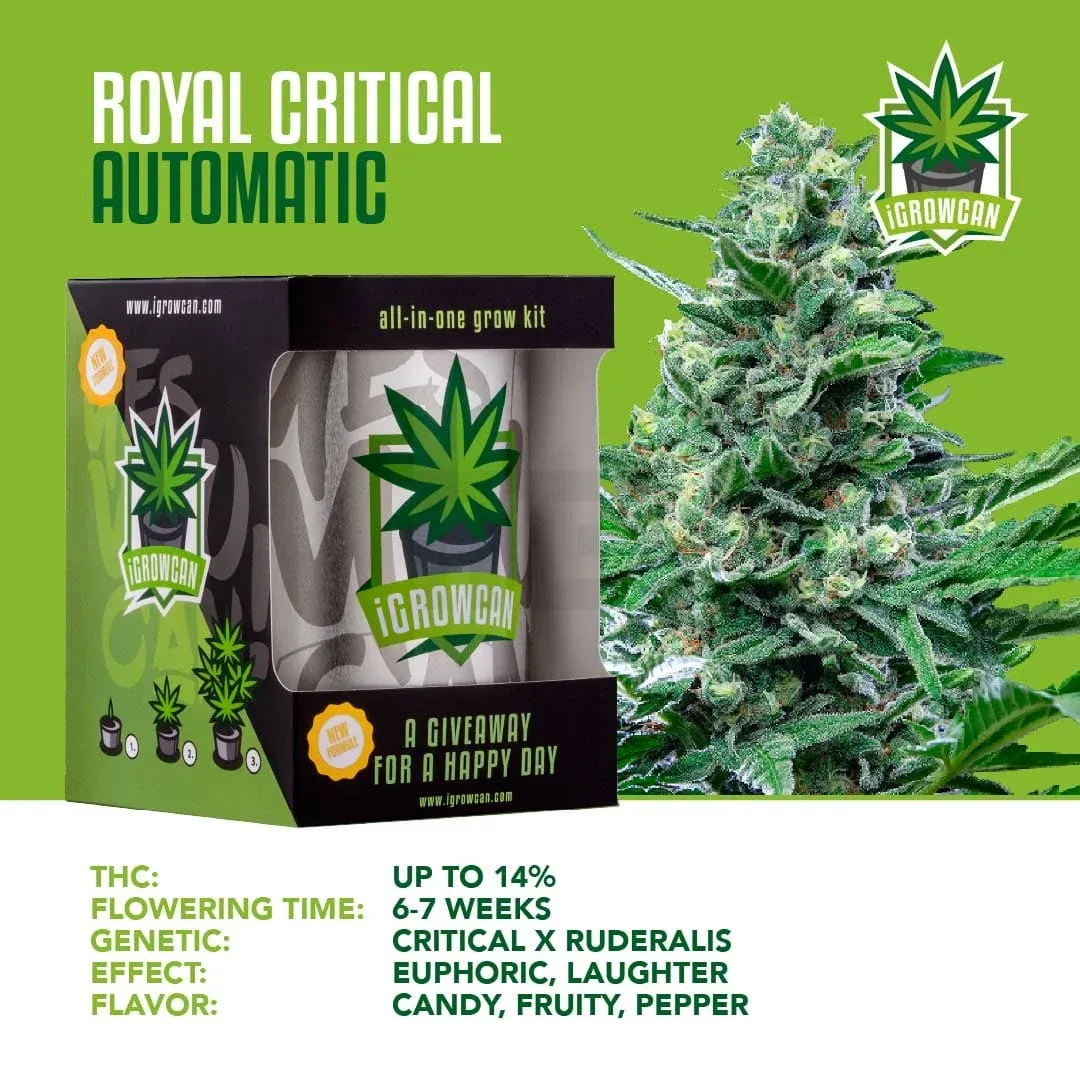 iGrowCan - Automatic - Royal Critical