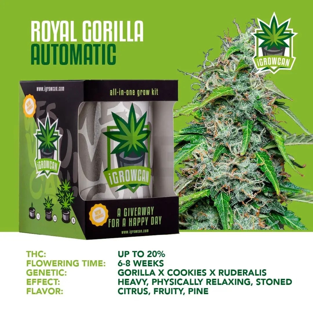 igrowcan-automatic-royal-gorilla-2 iGrowCan - Automatic - Royal Gorilla