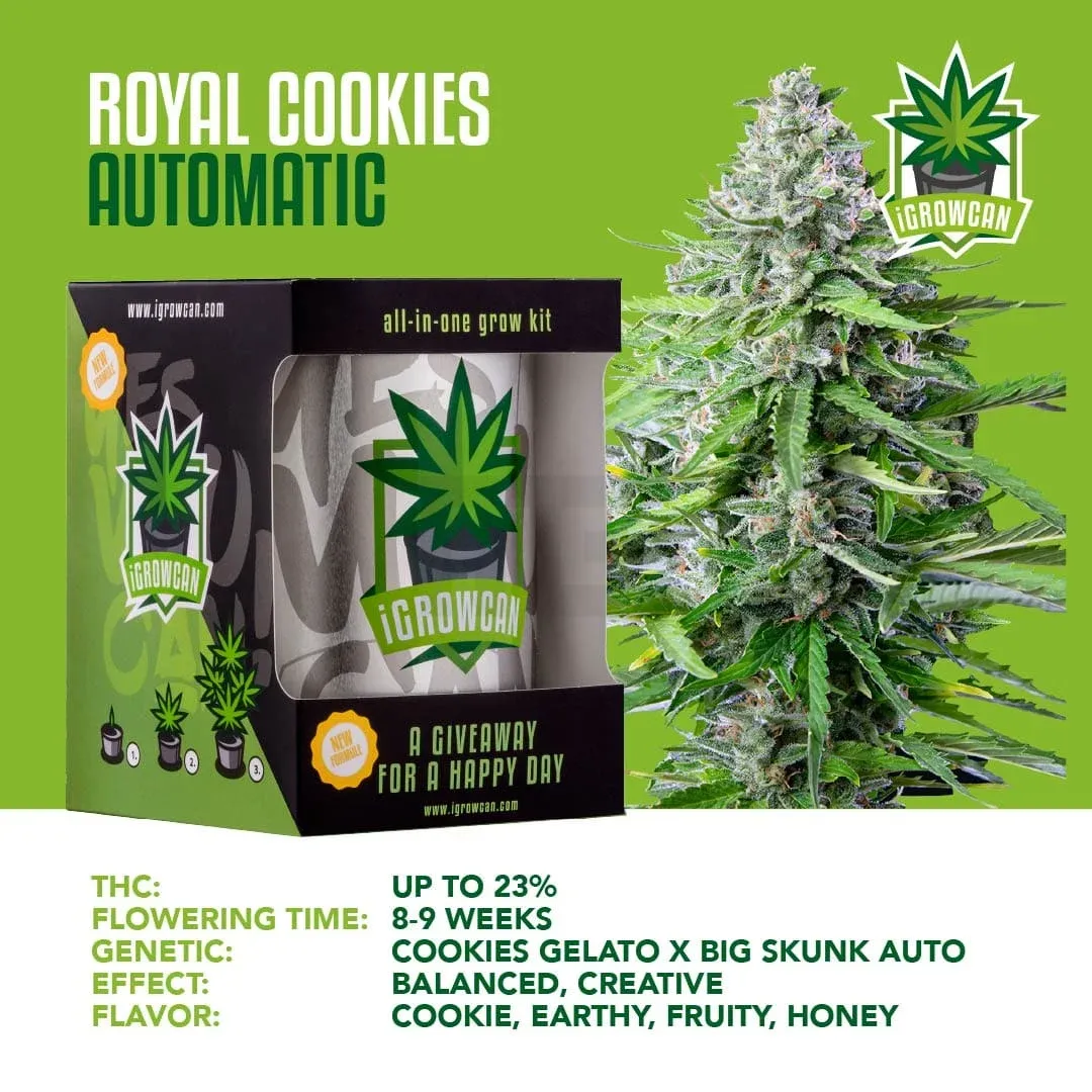igrowcan-automatic-royal-cookies iGrowCan - Automatic - Royal Cookies