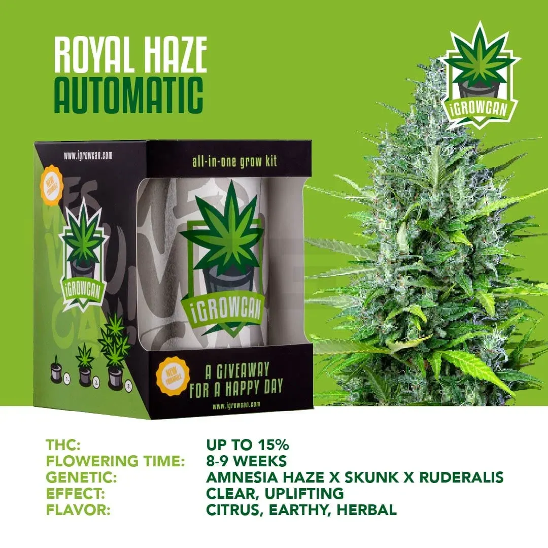 igrowcan-automatic-royal-haze iGrowCan - Automatic - Royal Haze